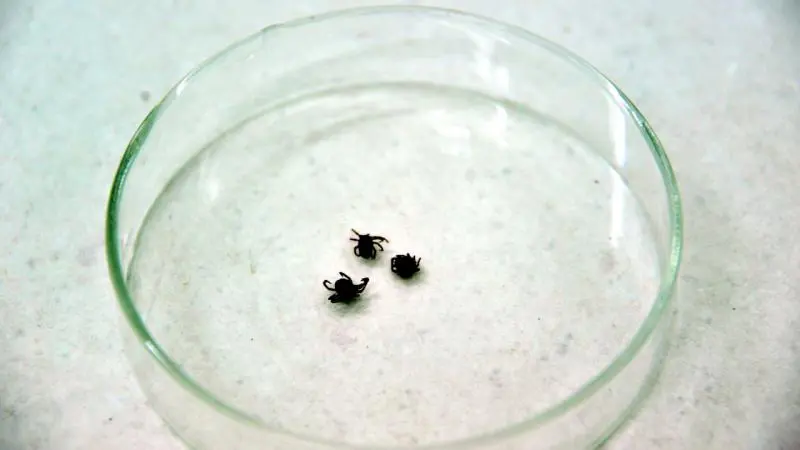 Çin'de kene kaynakli yeni bir virüs kesfedildi!