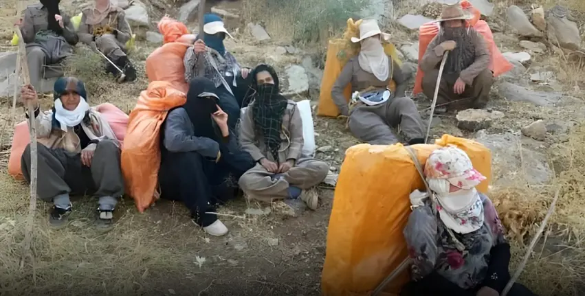 Newsûd | Rejîma Îranê kolbereke kurd kust