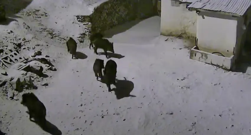 Li Xarpêtê beraz (wehs) daketin gundan