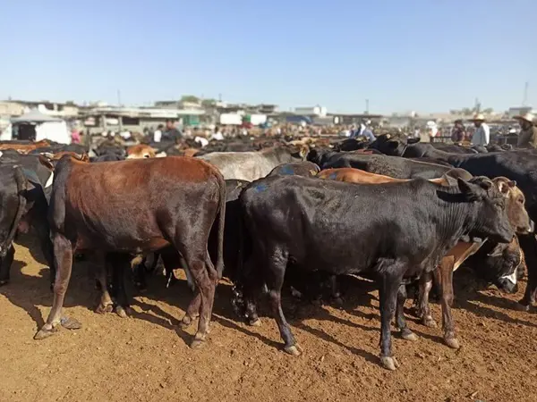 بەڕێوبەری کوشتارگەی هەولێر "بڕیاری سەرۆکی حکوومەت کاریگەری لەسەر نرخی گۆشت دەبێت