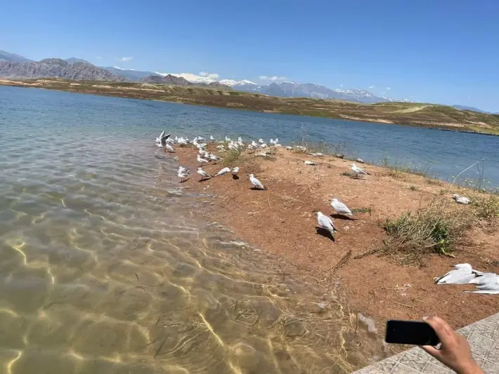 تەندروستی ڕاپەڕین ڕاگەیاندراوێكی لەبارەی مرداربوونەوەی نەوڕەسەكان بڵاوكردەوە