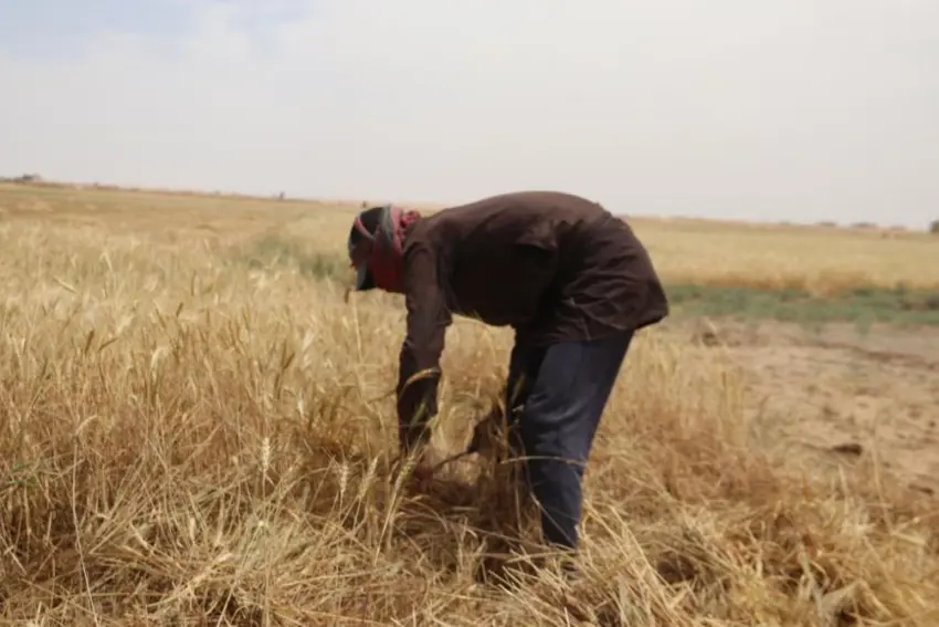 Cotkarên Rojavayê Kurdistanê ji bo zêdekirina bihayê genim bang li Rêveberiya Xweser kir