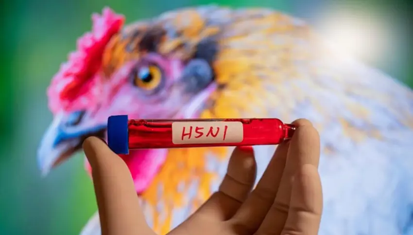 ئەنفلۆنزای باڵندە لە ناوچەیەکی دیکەی عێراق تۆمارکرا