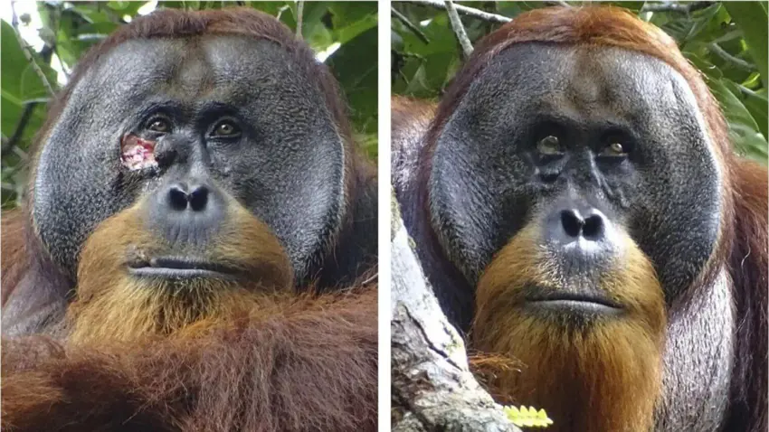 یۆرۆنیووز : زانایان سەریان سووڕما کە ئۆرانگۆتانێکی کێوی یان بینی کە ڕووەکێکی دەرمانی بەکارهێنا بۆ چارەسەرکردنی برینەکەی