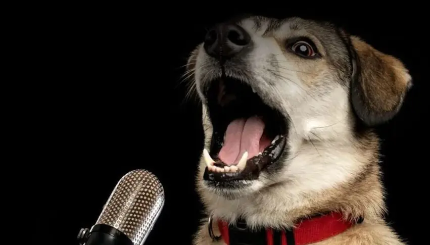 دەستکەوتی نوێی زانایان : وەرگێڕانی وەڕینی سەگ بە زیرەکی دەستکرد