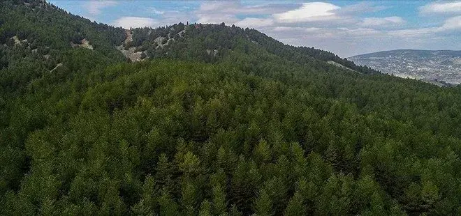 Li bajarê Xarpêtê çûna nav daristana hat qedexekirin