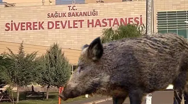 Li navça Sêwerekê berazekî êrîsê cotyarekî kir û dijwar birîndar kir