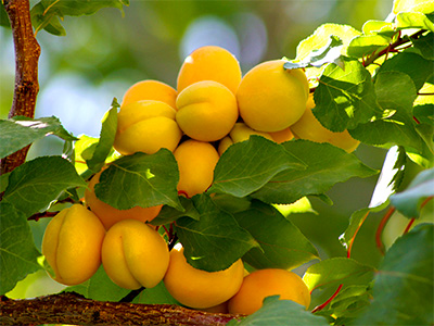 Bajarê Meletiyê bende ye ku ji îxracata mismisan 750 milyon dolar pere bidestxin