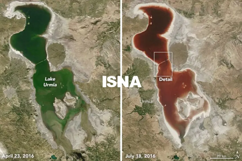 گۆڕانکاری لە ڕەنگی گۆلی ورمێ سەرنجی ناسای ڕاکێشا
