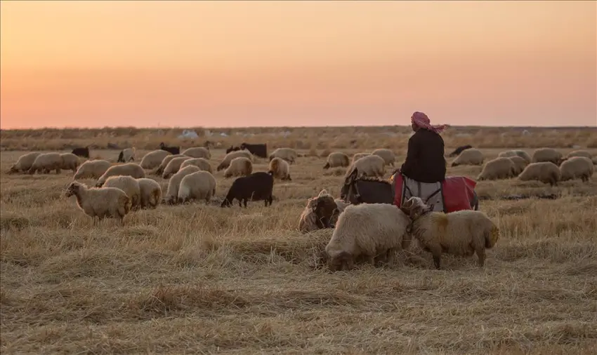 Çekdarên DAISê sivan kustin û pezê wan dizîn