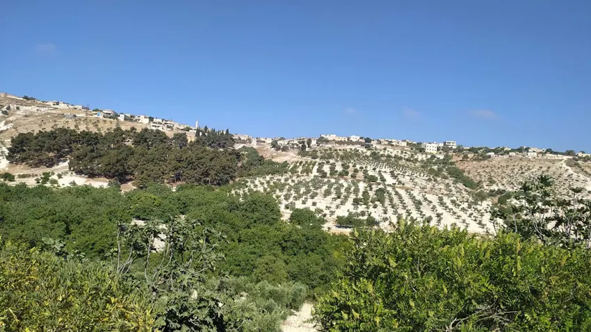 Komên çekdar bacên nû li cotkarên Efrînê disepînin