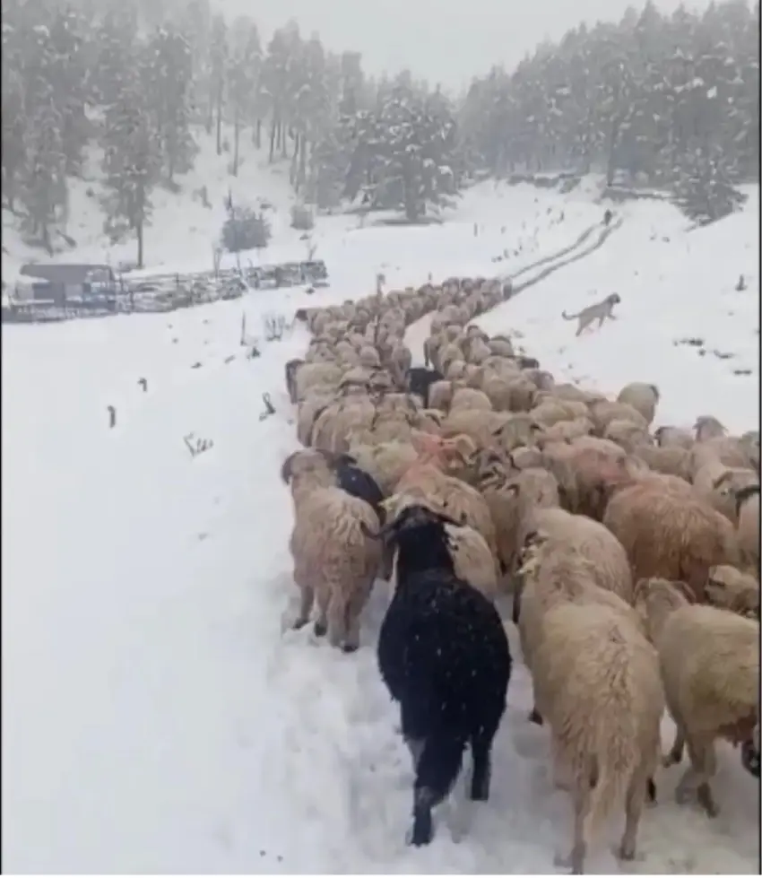 Li bajarê Orduyê sivan di berfê de asê man
