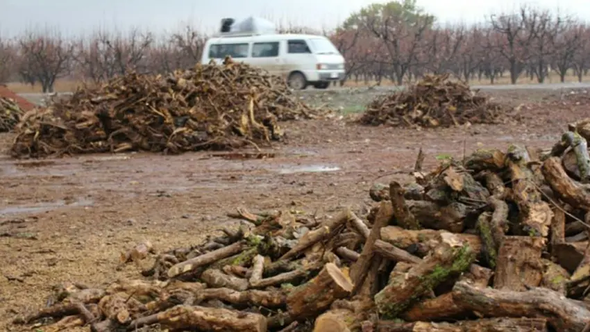 Çekdaran li Efrînê 520 darên fêkî birî û kir êzing