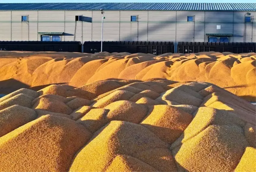 Tenê li yek eyaletekî Çînê 83 milyon ton hilberîna genim hat kirin