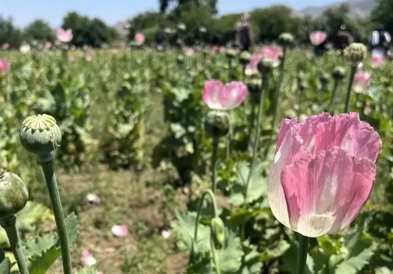 تاڵیبان : خەشخاش " ماددەیەکی هۆشبەر" لە پاکستان دەچێنرێت و بە قاچاخ دەهێندرێتە ئەفغانستان