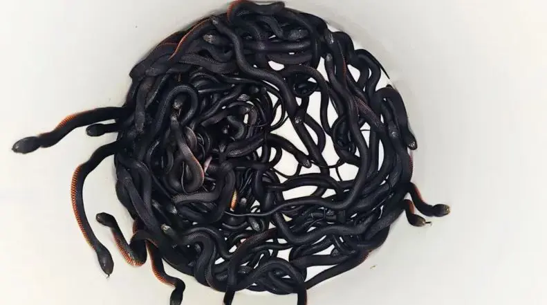 Di hewsa malekê de 102 marên jehrî hatin dîtin