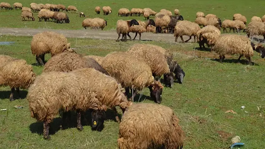 Bi destpêka Baharê re, li bajarê Mûsê 1 milyon ajal derxistin çêra mer’ayan