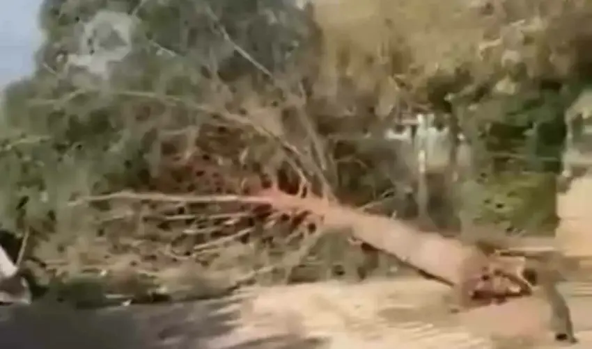 Li navça Dêrikê bablîsokê banê xaniyan û daran wergerand