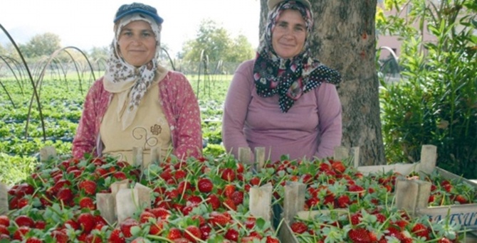 Qedera Sasoniya bi hilberîna çîlekan guhirî