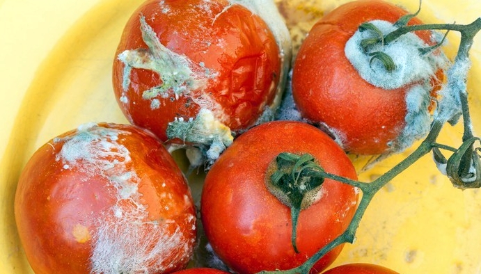 Rûsyayê 20 ton bacanên sor ên kurmî li Tirkiyê vegerandin