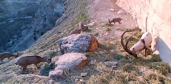 Li Dêrsimê xelk nahêle kes destê xwe bide pezkûviyan