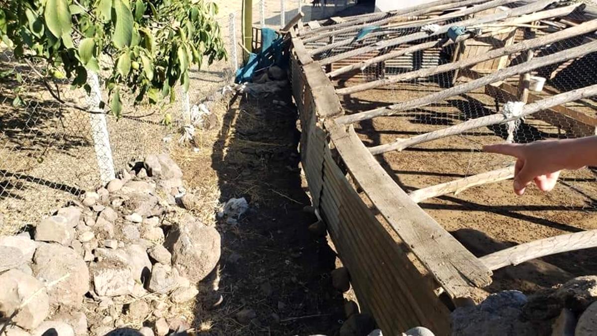 Bizin ji hewsê reviyan û gur êrîsê wan kirin