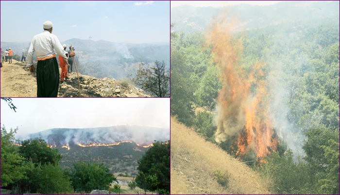 Li Çewligê sewata daristanan hêj nehatiye vemirandin: Bi hezaran donim erd sewitî