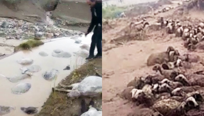 Di encama lehiya Wanê de zêdetirî 400 serî pez telef bûn