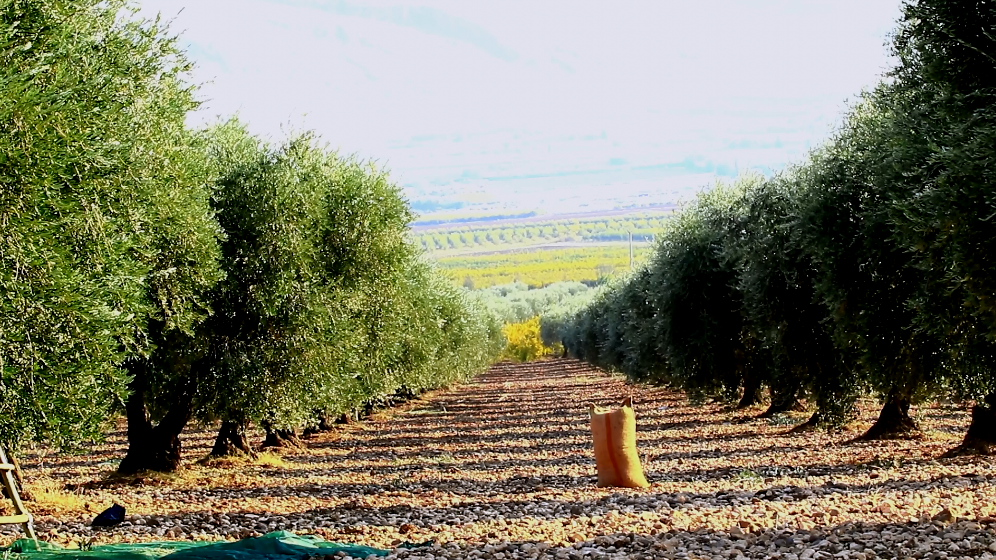 Efrîn | Komên çekdar ên ser bi Tirkiyê ve dest danîn ser 32 hezar darên zeytûnan