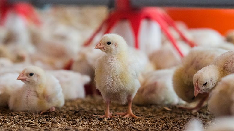 Hikûmeta Bexdayê firotina mirîsk û hêkên Kurdistanê bo bajarên Iraqê qedexe kir