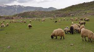 Berya berf bihele koçer derketin zozana