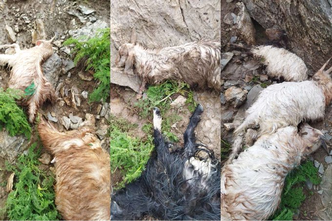 Li Geverê ji ber lêdana brûskê 40 karik telef bûn