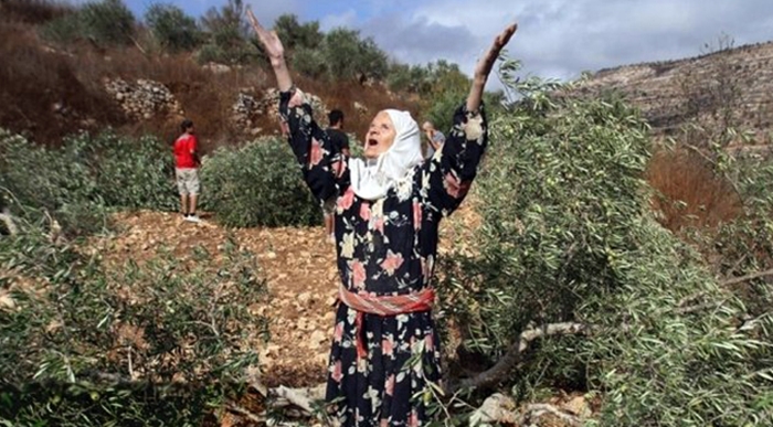 Efrîn | Di Nîsanê de 44 kes hatin revandin, zêdetirî 500 darên zeytûnê hatin birîn