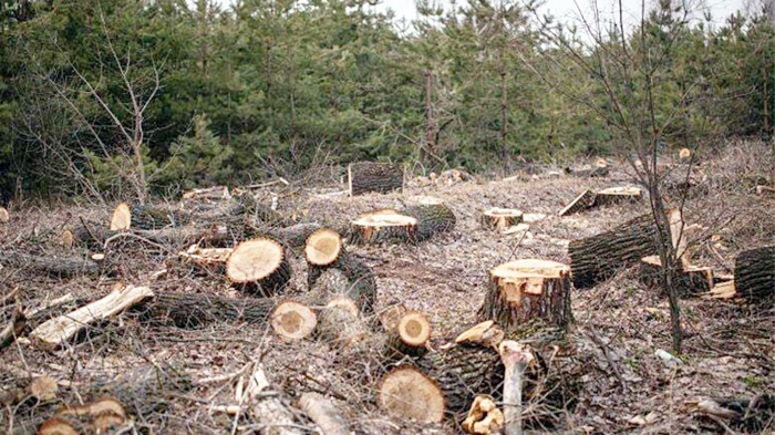 ENKSê li ser birîn û talankirina daristanên Efrînê bang li civaka navdewletî kir