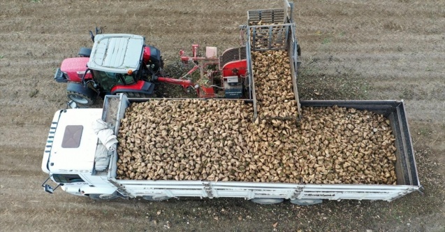 Hedefa bajarê Mûsê 40 hezar û 500 ton hilberîna sekire