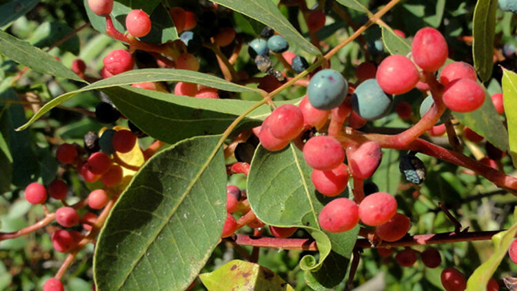 Demsala çinîna bittiman (kizvan) destpêkir