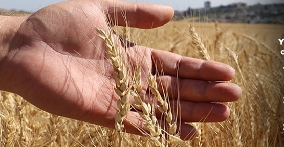 Wezareta Bazirganî û Pîsesaziyê: Wê nêzîkî 35 milyar dînar li ser cotkaran were dabeskirin