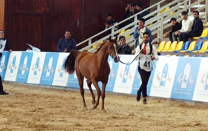 Li Hewlêrê Festîvala Bedewiyê ya Hespên Erebî hat lidarxistin