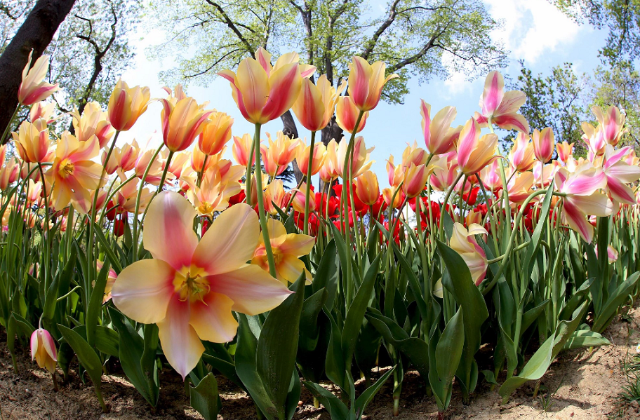 Zanist: Kifsa dawî nîsan da ku nebat ne bê deng in