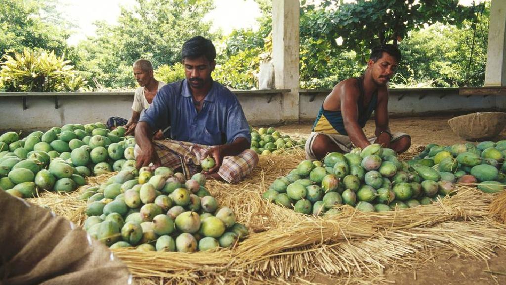 Li Kalkuta di baxçê mangoyan de bombe teqiya: 1 mirî û 3 birîndar hene