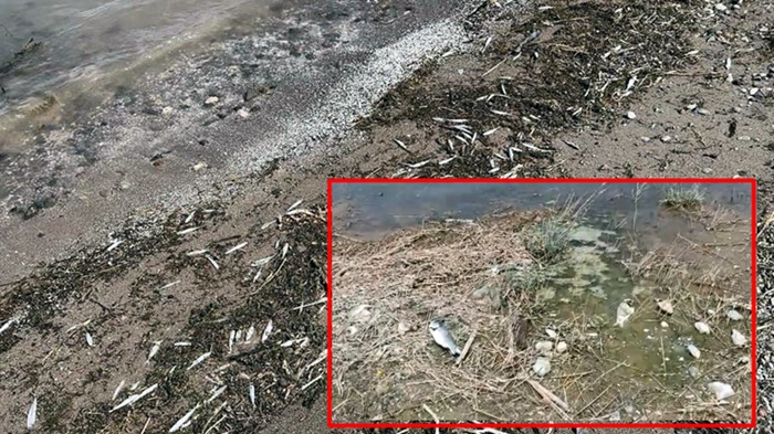 Li Dêrsimê bi hezaran masîyan li perava bendavê xist