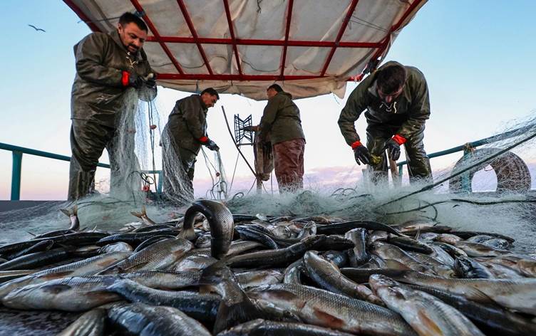 Li Herema Kurdistanê salane 3 hezar ton gotstê masiyan tê berhemanîn