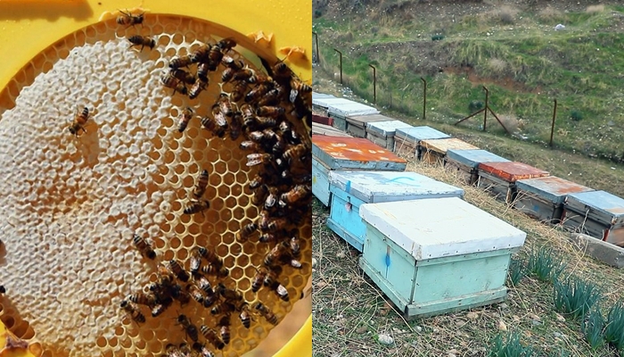 Li Herêma Kurdistanê mêsvanî bipês dikeve: 500 ton hingiv hate hilberandin