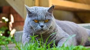 Li Amerîkayê di heywanên kedî de koronavîrus derket