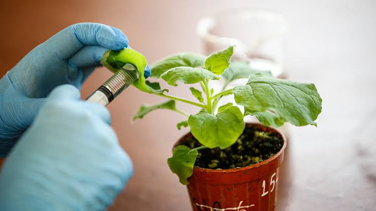 Tütün bazli bitkilerden asi gelistirildi: 23 bin kisi klinik denemelere katildi