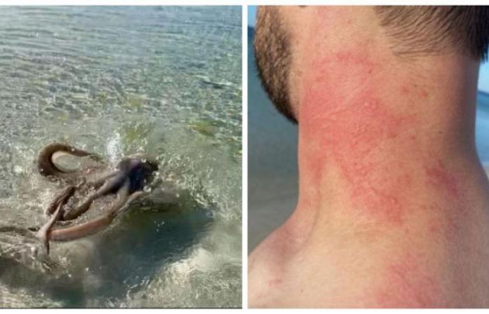 VIDEO | Avustralya'da yerbilimciye ahtapot dayagi!