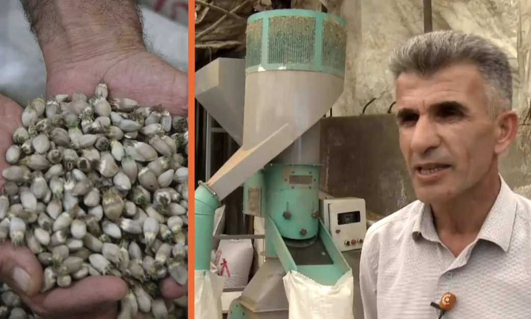 Yilligi 2 milyon dolar: Yüksekova’da 'kengerok' mesaisi