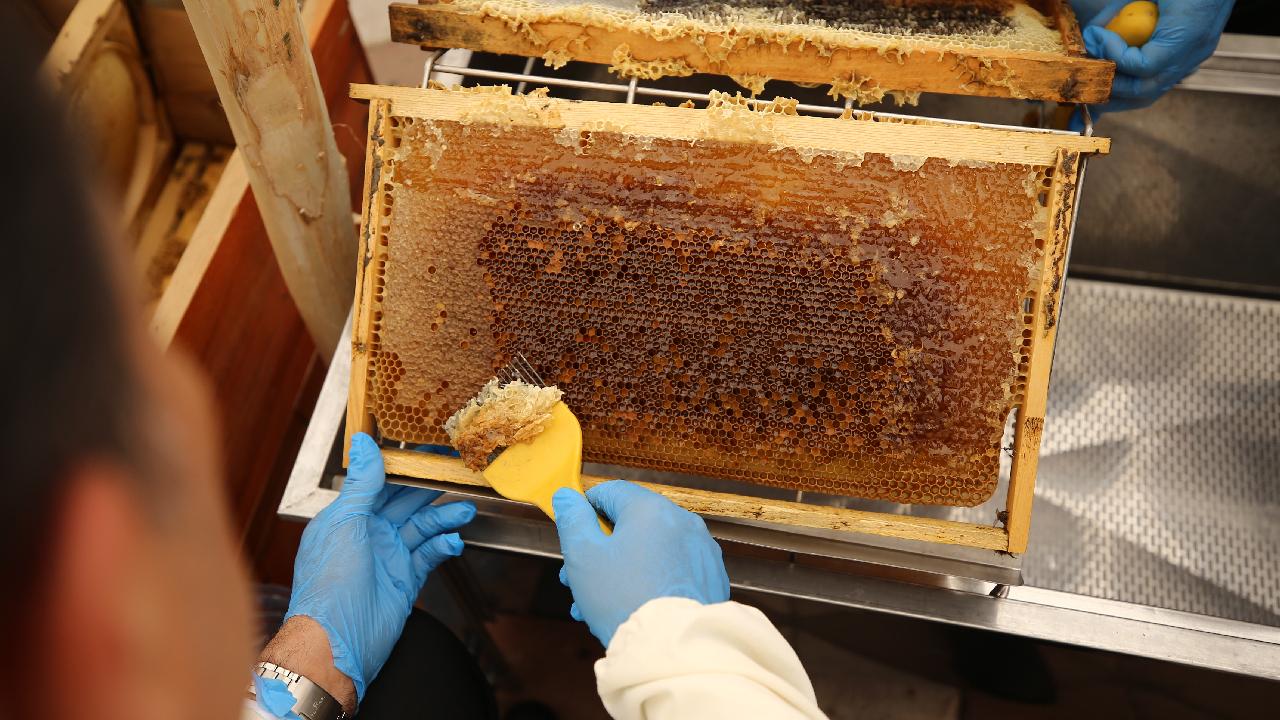 ‘Kürdistan bali yurt disina ihraç edilecek’