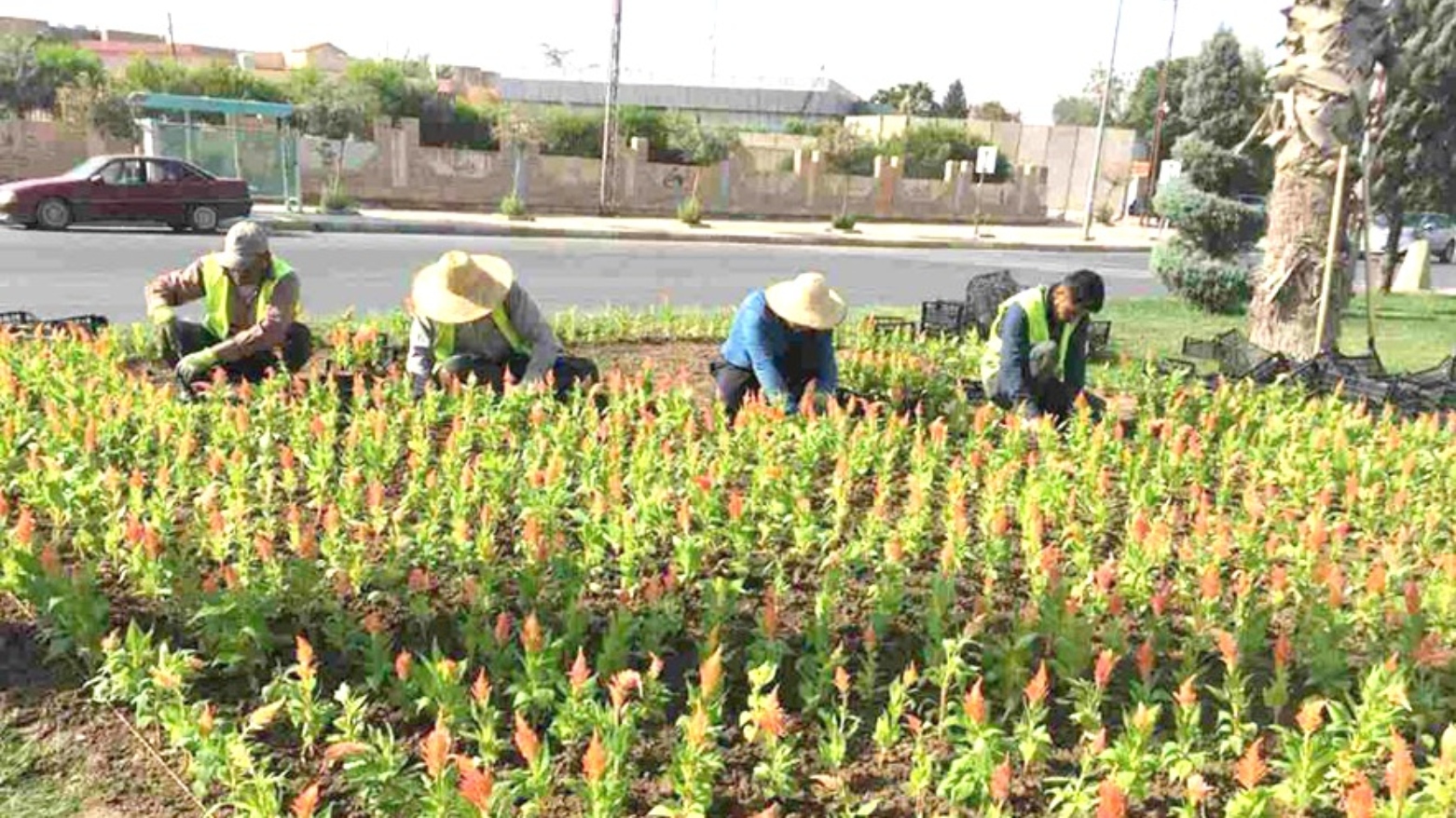 Erbil'de "Nefes" projesi: 47 bin fidan dikilecek