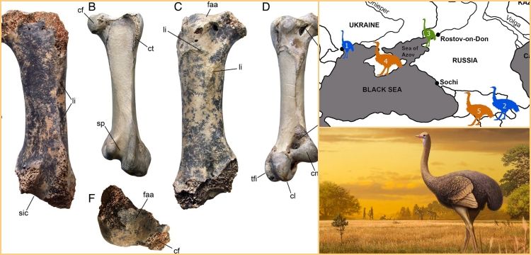 1.5 milyon yillik, yarim ton agirliginda dev kus fosili